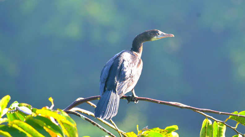 Kumarakom