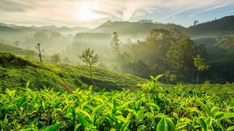 Munnar